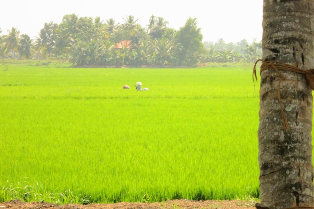 Marari Secret Beach Yoga Homestay Mararikulam Exterior photo